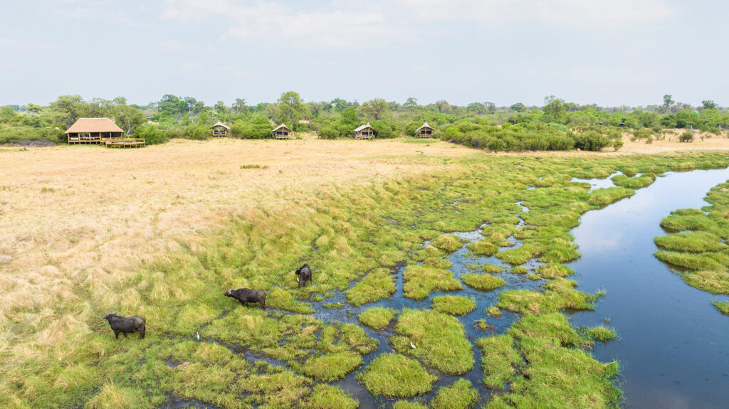 Drone view of Camp Khwai’s tents overlooking the Khwai River floodplains with grazing buffalo below.