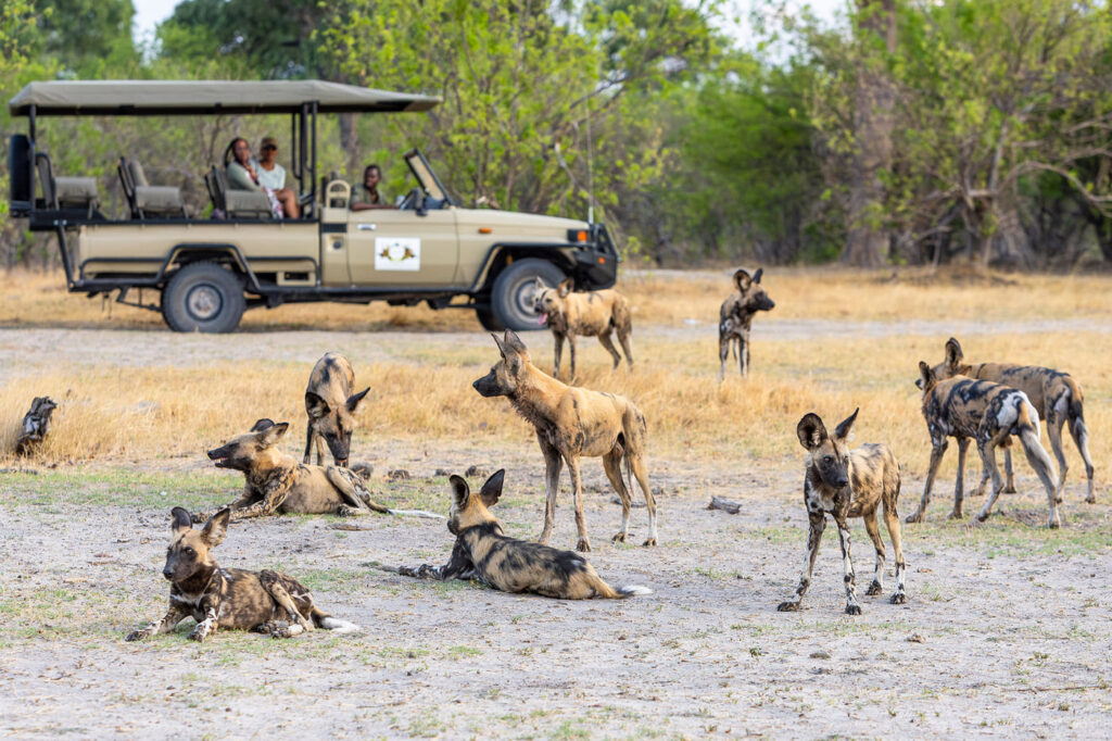 Pack of African wild dogs resting and interacting near a safari vehicle in the Khwai region.