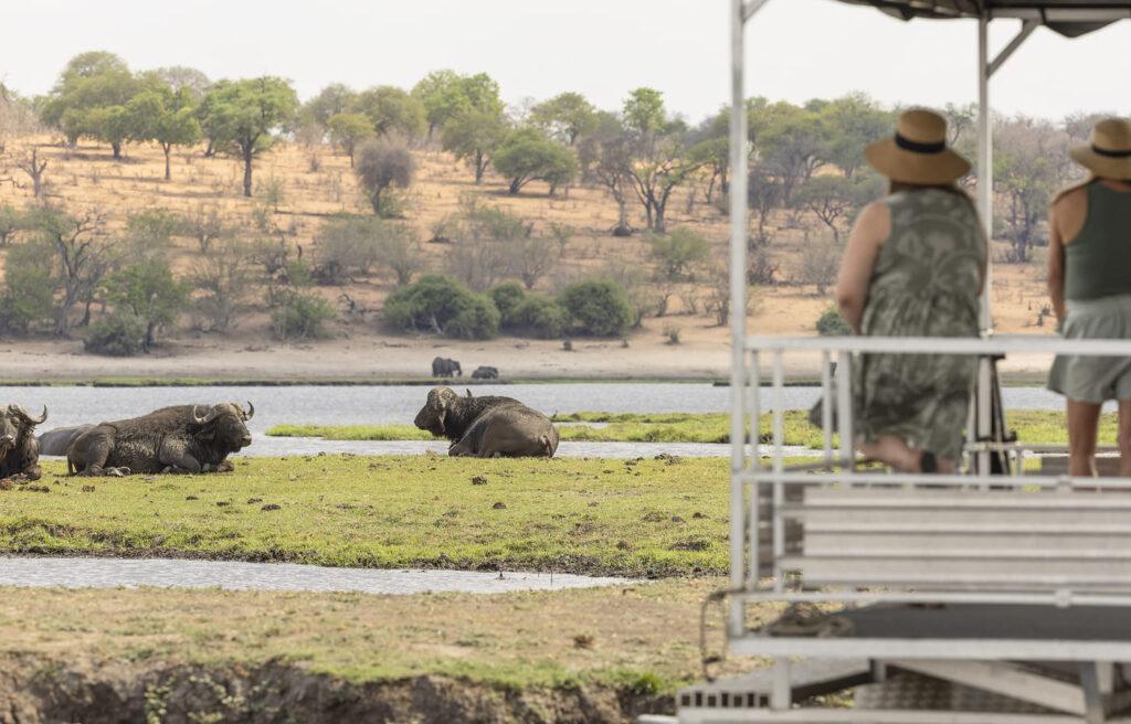 Guests on a boat cruise viewing buffalo along the Chobe River