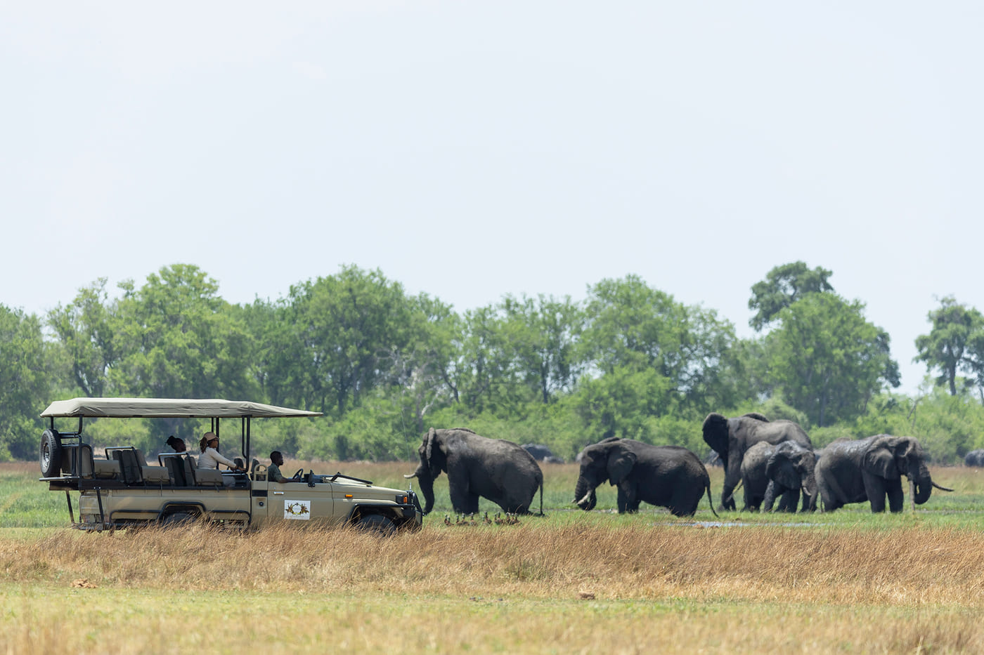 Safari vehicle watching a large herd of elephants grazing near the Khwai floodplains.