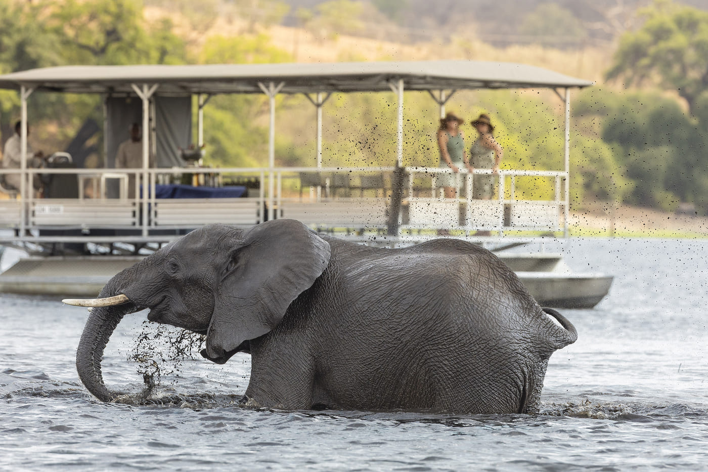 Elephant splashing in the Chobe River near a boat safari