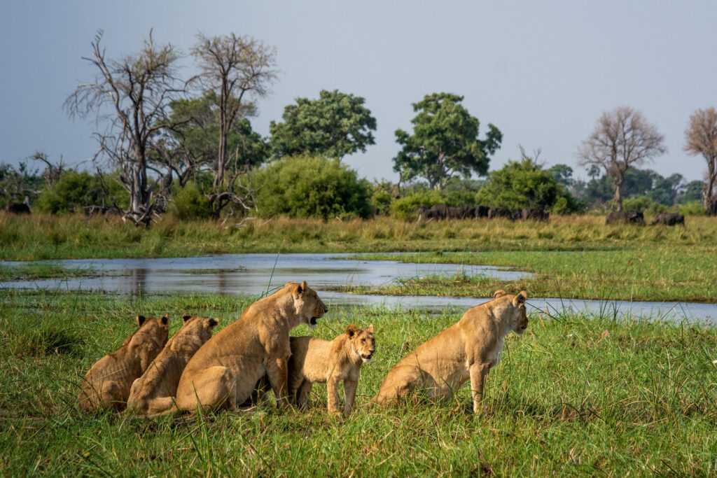 Lion pride resting near the Gomoti River floodplains in the Dinare Private Concession, Botswana.
