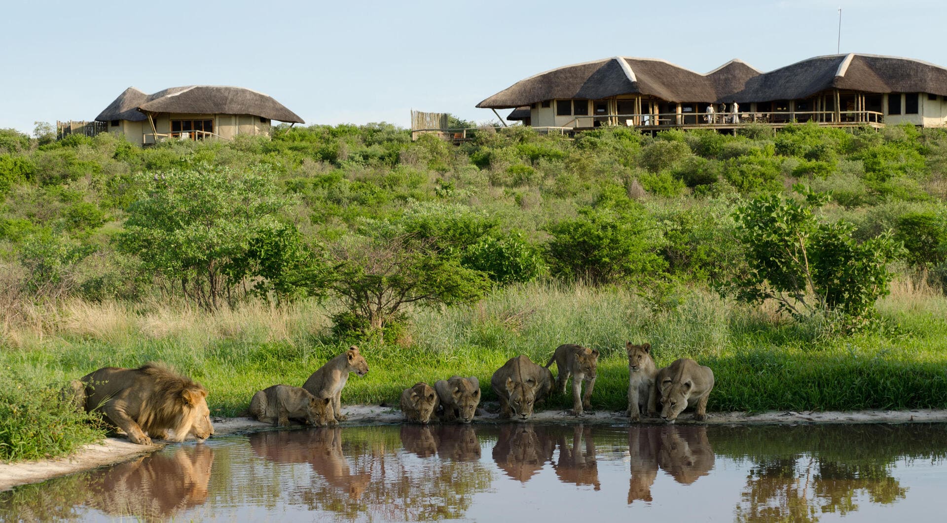 A pride of Kalahari lions drinking at a waterhole below Tau Pan Camp, with thatched suites overlooking the open desert landscape in the Central Kalahari Game Reserve.