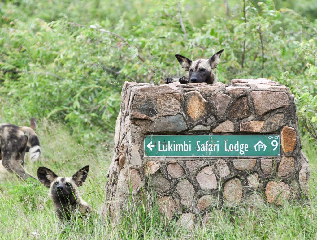African Wild Dogs at Lukimbi Safari Lodge sign