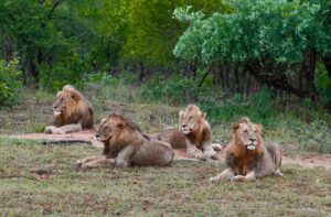 Lions spotted on a Sabi Sands Safari