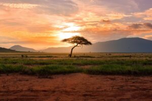 Masai Mara in Kenya at sunset