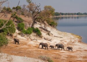 Green Season in Botswana: A Hidden Safari Gem
