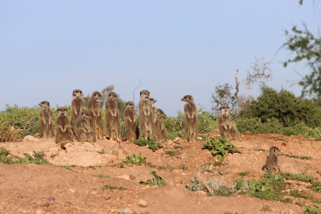 A group of meerkats standing together in the South African bush, representing family-friendly safari experiences and wildlife encounters.