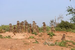 A group of meerkats standing together in the South African bush, representing family-friendly safari experiences and wildlife encounters.